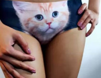 I lost my pussy cat, have you seen it?